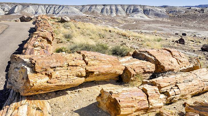 Old tree trunks scattered around on dry sandy land with low hills at the back Old tree trunks scattered around on dry sandy land with low hills at the back
