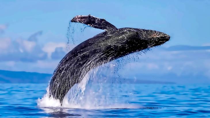 A black whale jumping out of the blue water