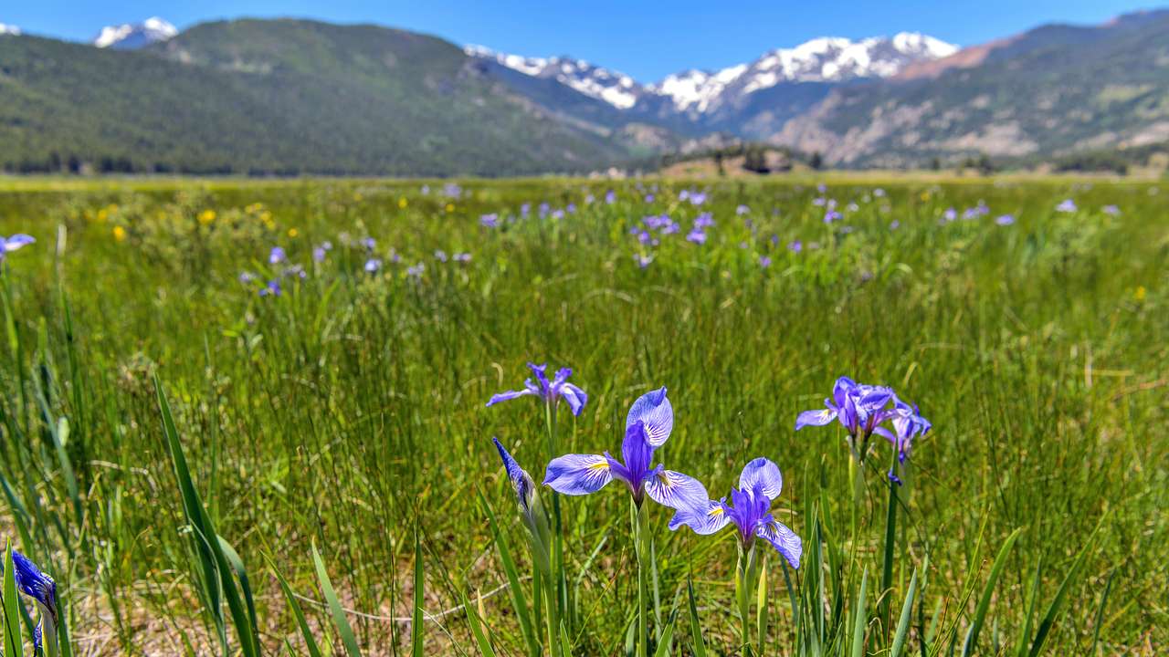 A field of purple flowers and grass with mountains in the background