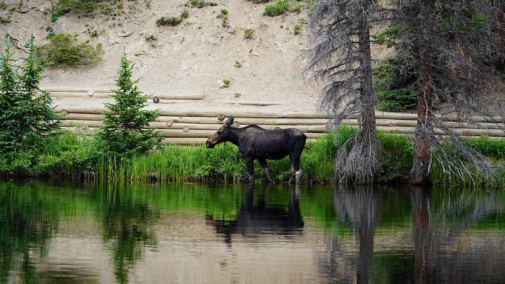 A moose standing in a pond with greenery and a hill in the background