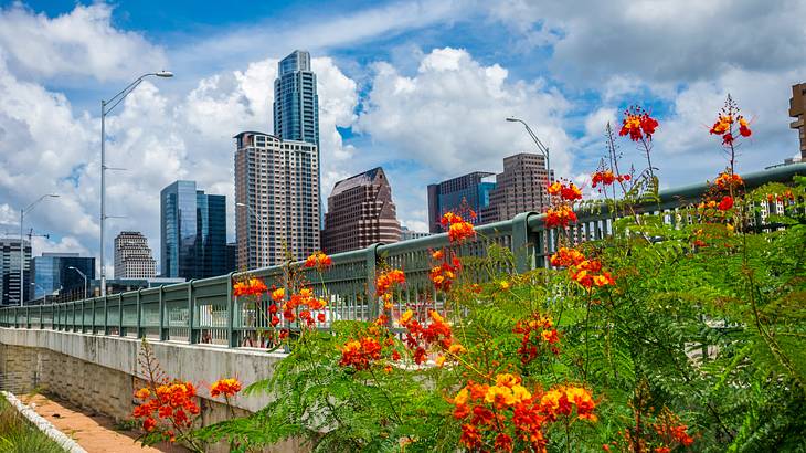 A garden of orange flowers and greenery in front of a skyline