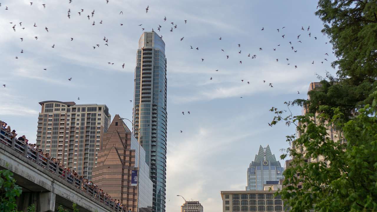 A group of bats flying around the city's buildings