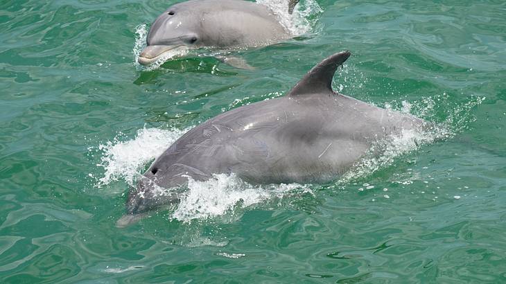 Two dolphins swimming Two dolphins swimming