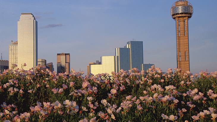 A field of flowers with buildings in the background A field of flowers with buildings in the background