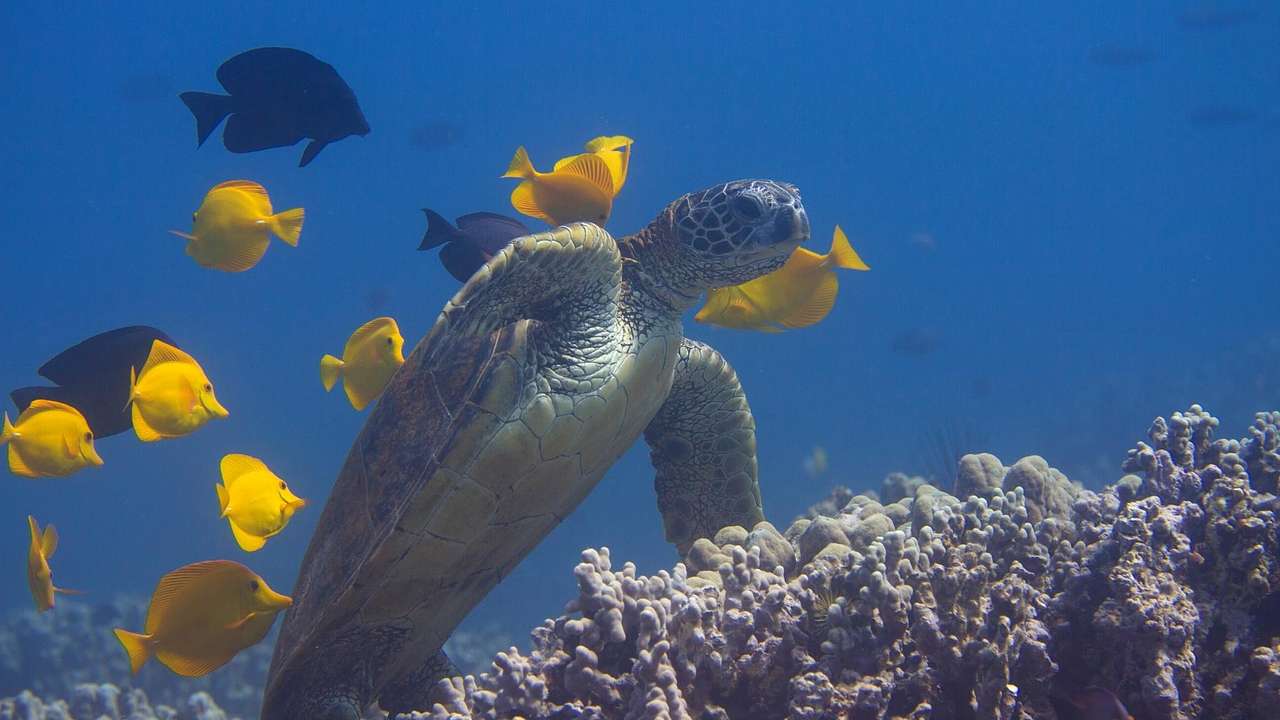 An underwater coral reef with a sea turtle and yellow fish swimming next to it