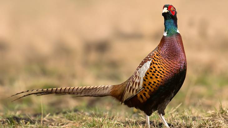 A ring-necked pheasant standing on the grass
