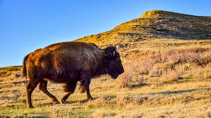 An American bison or a buffalo walking on a hill covered with grass