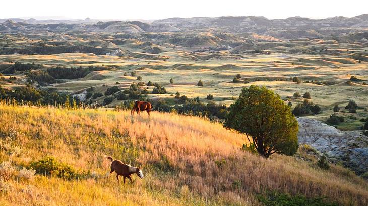 A prairie hill area with two horses and some trees A prairie hill area with two horses and some trees