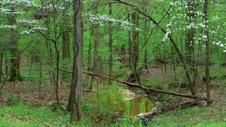 A creek in middle of a wooded area