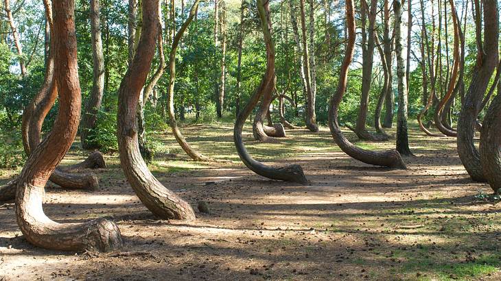 A group of trees with curved trunks in a forest