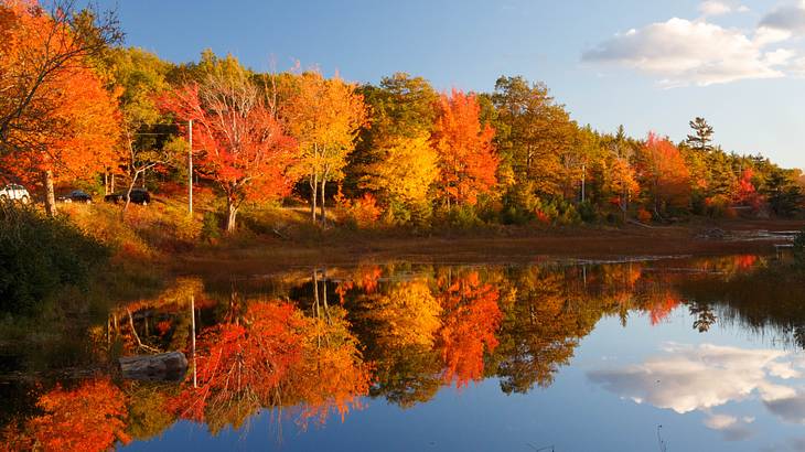 A body of water with trees that have orange, yellow, and green leaves A body of water with trees that have orange, yellow, and green leaves