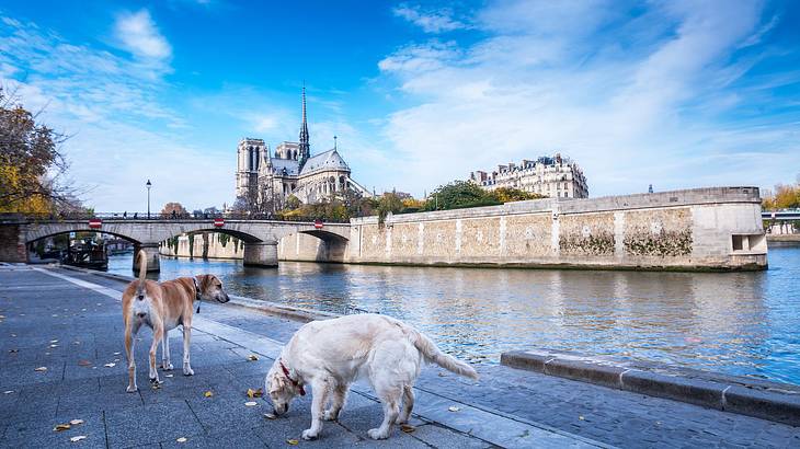 One of the fun facts about Paris, France is that it has more dogs than children