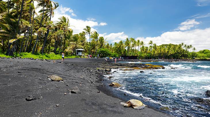 Black sand beach with coconut trees and turtles emerging from the water