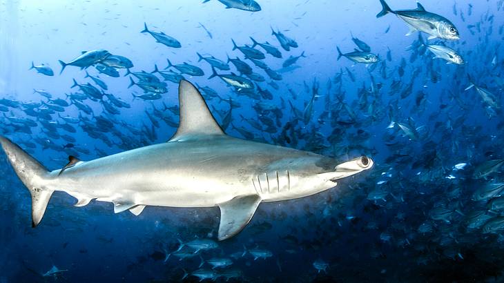 Hammerhead shark swimming amongst a school of fish in the deep blue sea