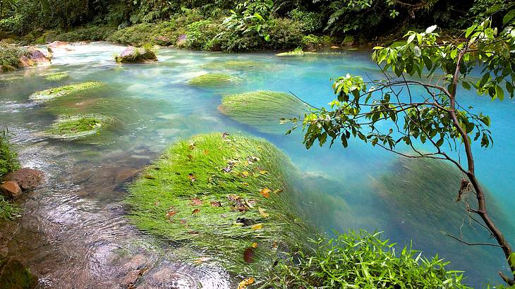 A beautiful turquoise river with clumps of green grass submerged in it in a forest