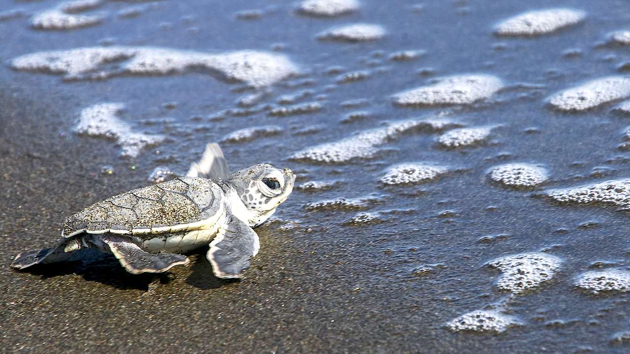 Baby green sea turtle swimming towards foamy sea waves