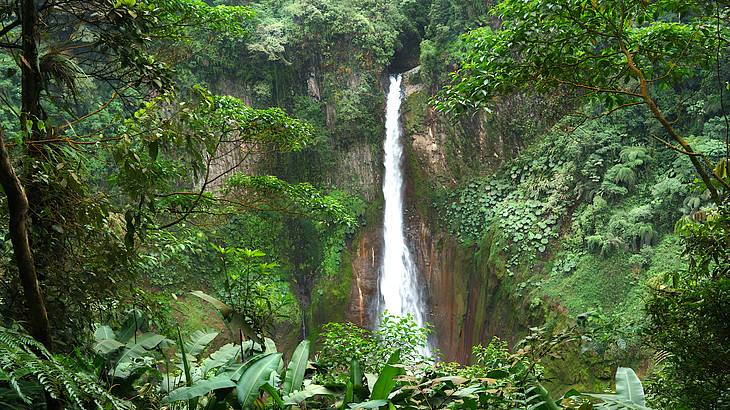 A tall skinny waterfall falling amongst the surrounding rainforest