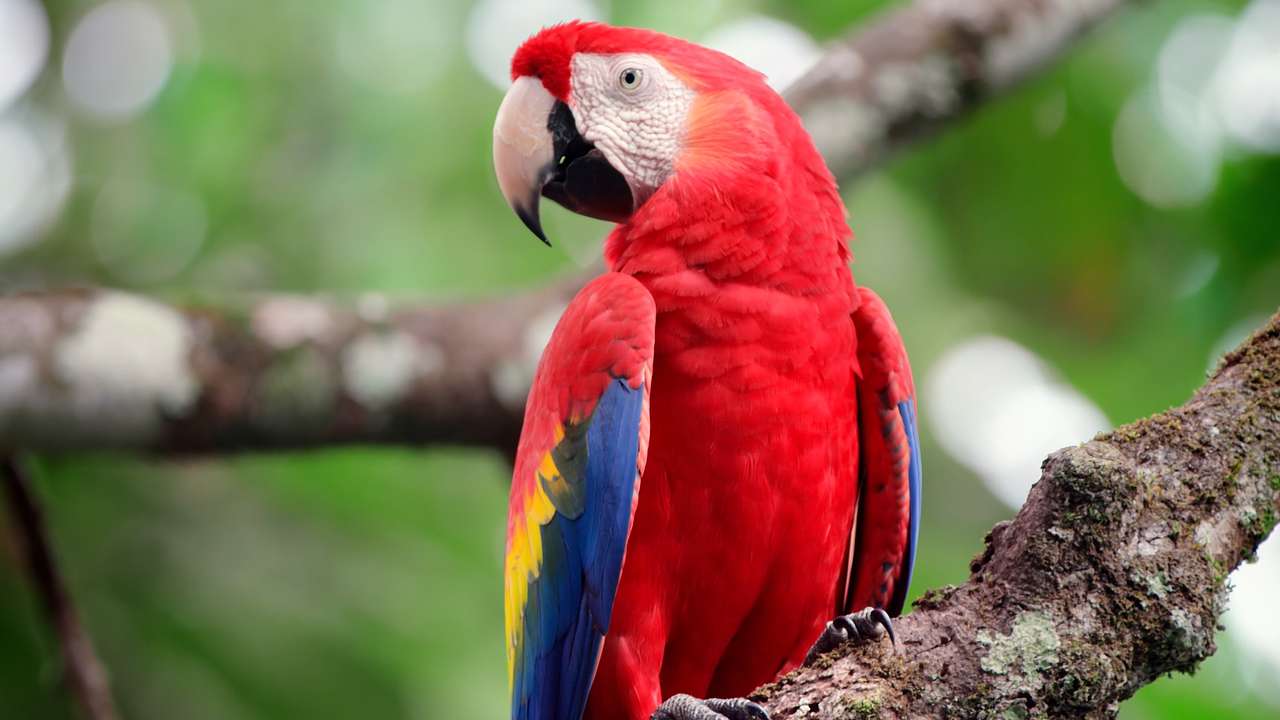 A colorful parrot sitting on a tree branch