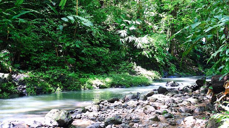 A stream surrounded by rocks and trees in a forest