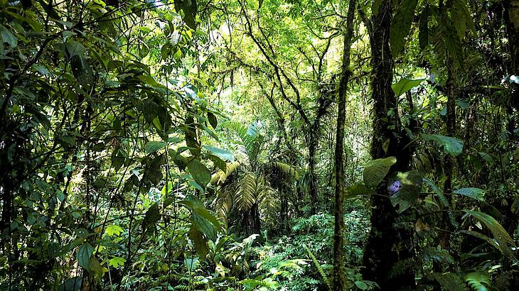 Thick vegetation in a lush green forest