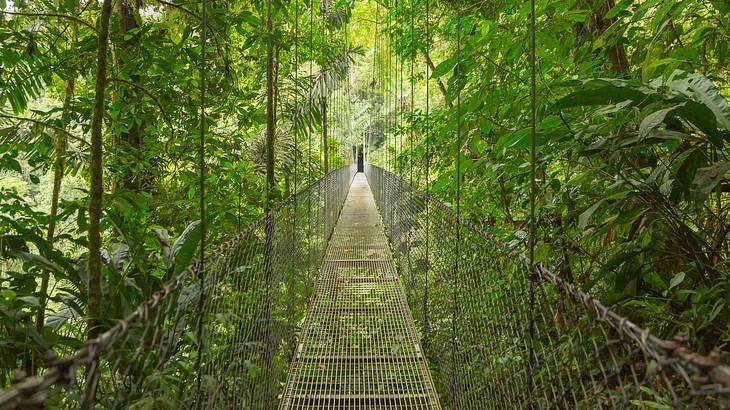 A hanging bridge passing through a lush green rainforest