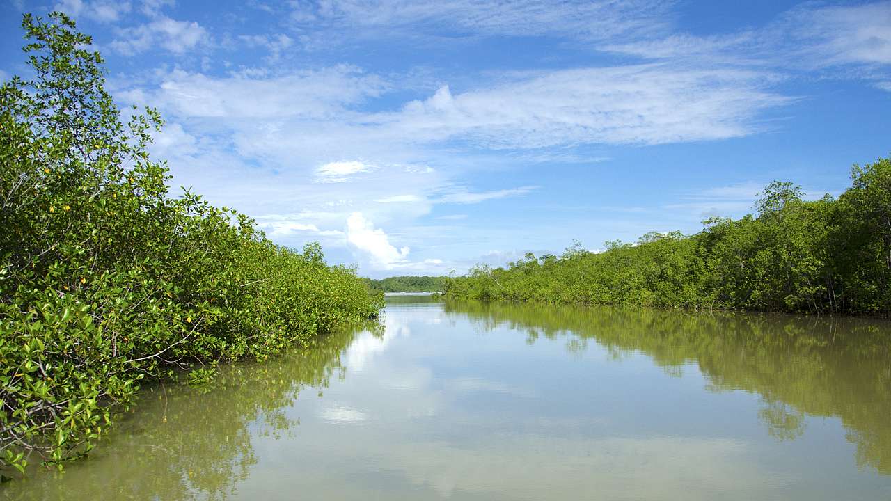A river with brown water and mangroves on both sides on a sunny day