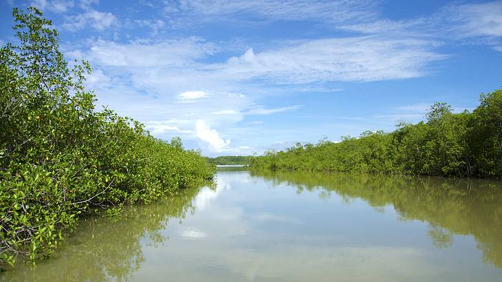 A river with brown water and mangroves on both sides on a sunny day