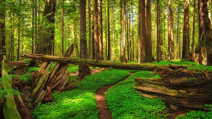 Tall tree trunks with green leaves behind fallen tree trunks on a sunny day