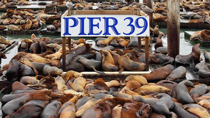 Sea lions resting on wooden pier planks on water