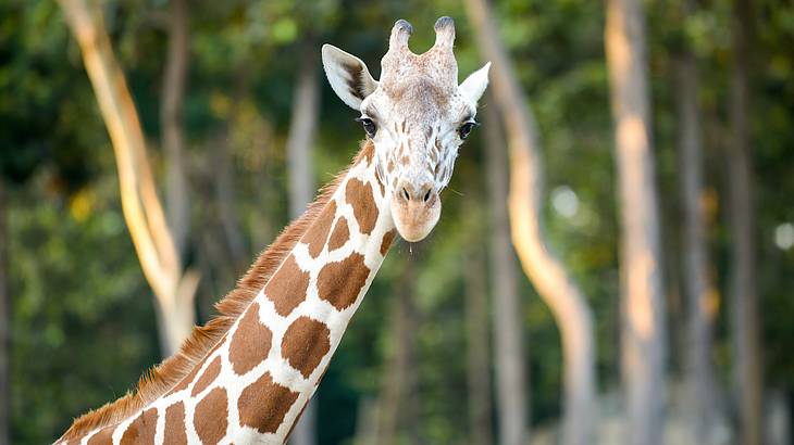 A close-up of a giraffe with trees and greenery out of focus at the back
