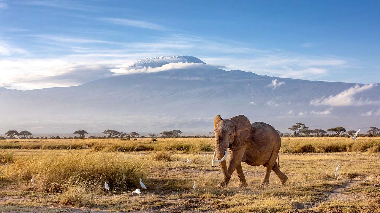 A snow-capped peak in the distance facing an elephant in the savannah