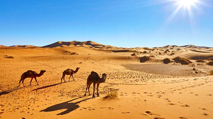 A sandy desert under clear blue skies with three camels walking towards the sun