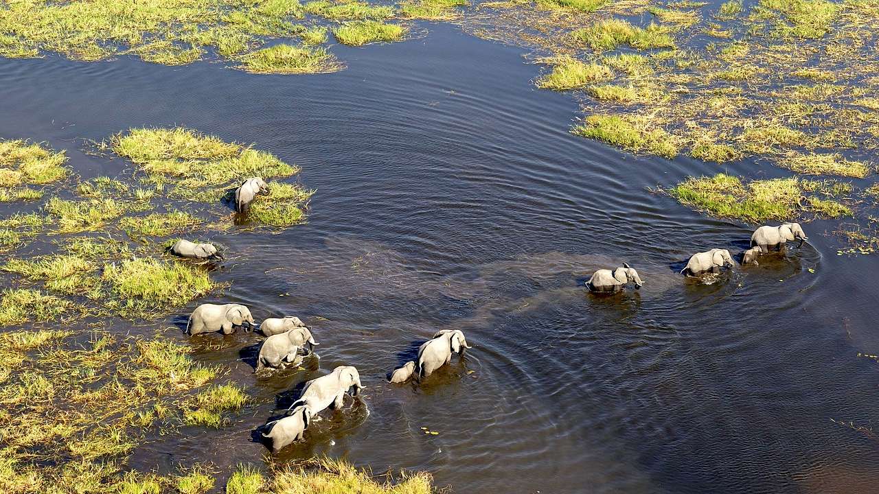 A herd of gray elephants crossing a grassy delta on a sunny day