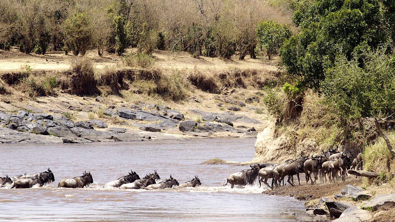 A group of animals crossing a river surrounded by dry grass and trees