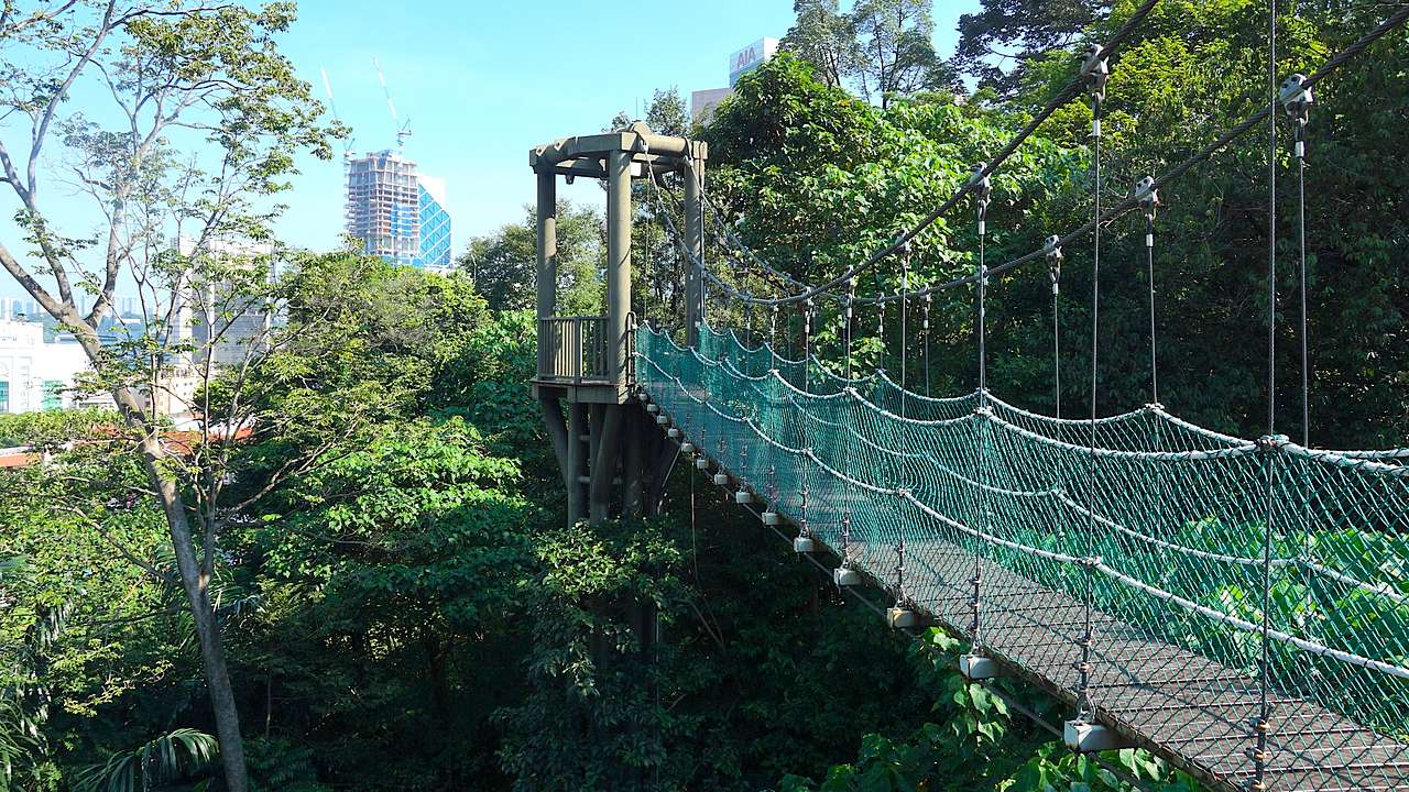 A canopy walkway hanging on top of lush rainforest with tall buildings at the back