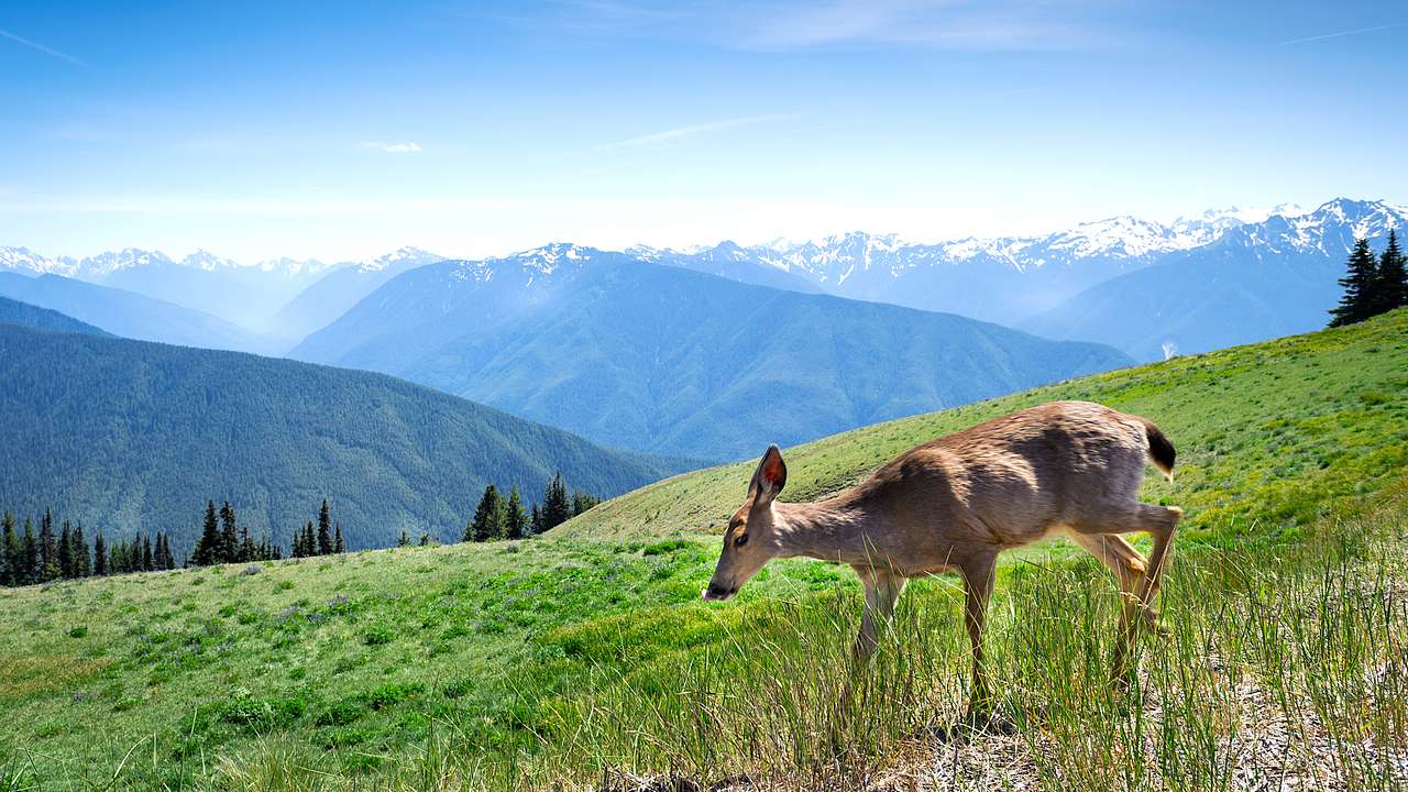 Deer roaming around a grassy ridge with a view of mountains and trees in the back