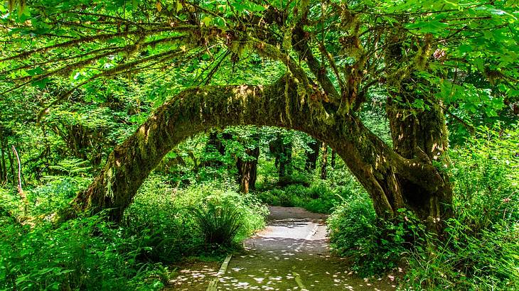 Arched tree trunk covered with moss over a pathway in a lush rainforest