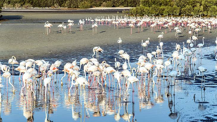 A gathering of pink and white flamingoes chilling on a sandy beach