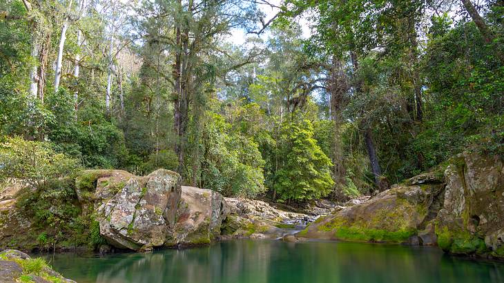 View across a body of water among tall trees in Barrington Tops National Park, NSW