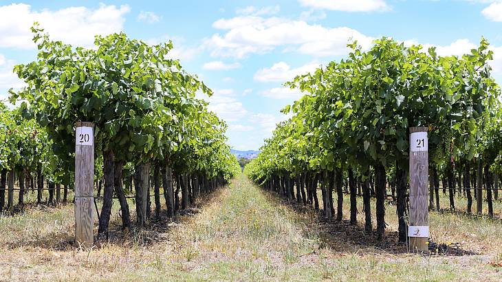 A vineyard in Mudgee, NSW, Australia