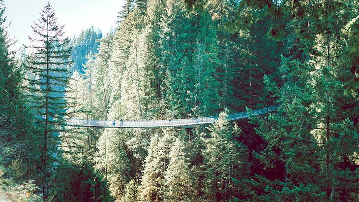 Side view of a long suspension bridge over tall green treetops