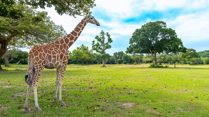A giraffe standing under shade in a field surrounded by trees