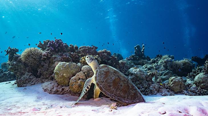 A green sea turtle swimming around a rocky reef
