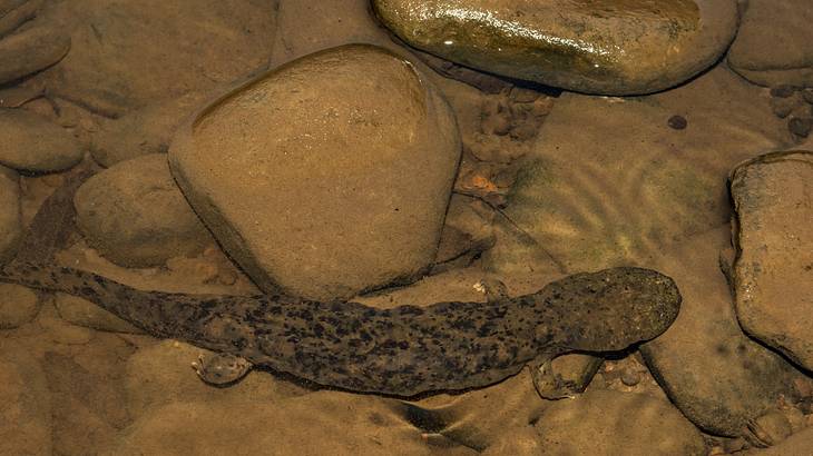 A brown and black salamander in a rocky pool of water
