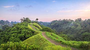 A dirt path through the grass and surrounded by tropical trees at sunset
