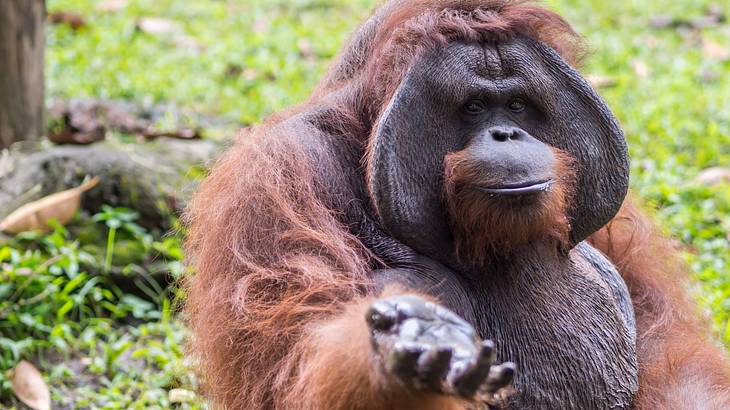 An orangutan with its hand out and grass surrounding it