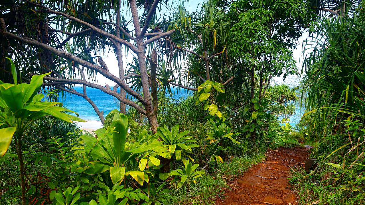 A mud path surrounded by lush green plans and ocean between the trees