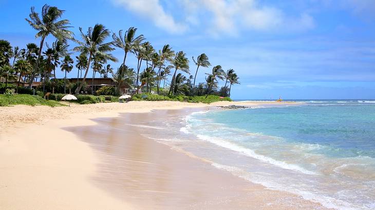 A white sand beach with ocean water to one side and palm trees on the other