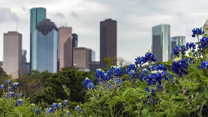 Blue flowers and greenery with tall buildings in the distance