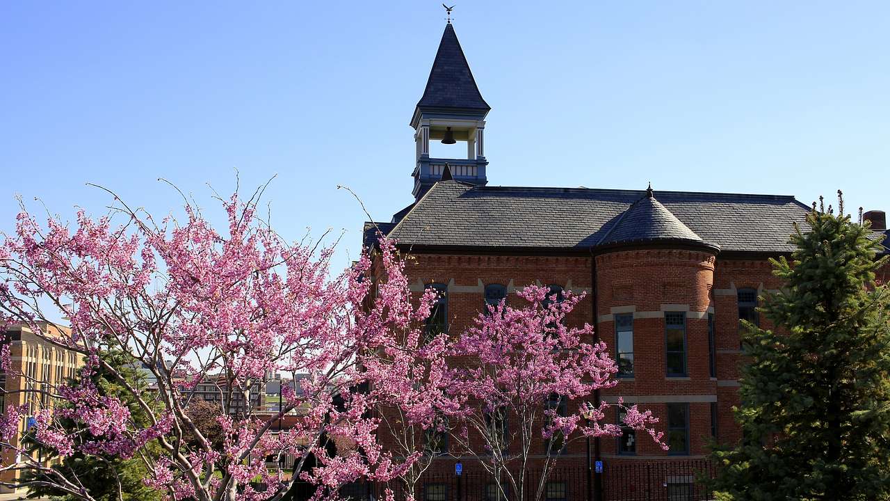 Trees with pink blossoms next to a steepled church